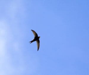 chimney swift in flight